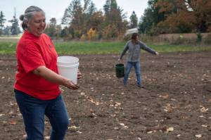 Traditional Foods Project manager Lisa Barrell and volunteer Brock Walker seed the Jamestown SKlallam Tribes new prairie with wildflowers behind the Audubon Dungeness River Center in Sequim. (Tiffany Royal)