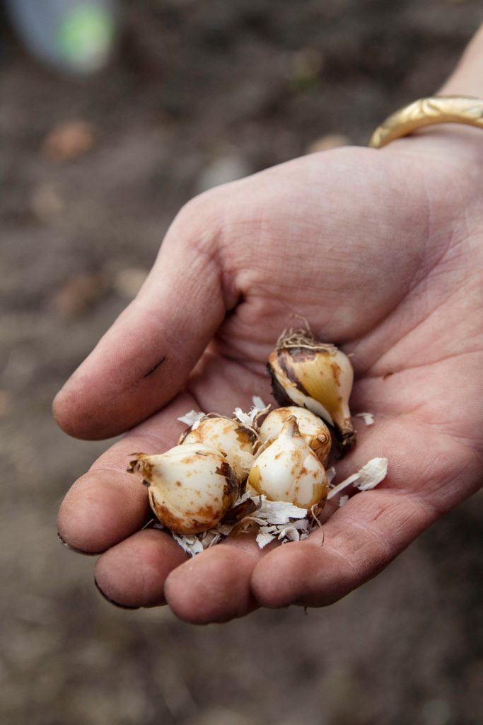 Camas bulbs, a traditional food for Native Americans, were planted by hand. (Tiffany Royal)