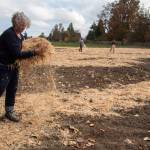 Jamestown SKlallam Tribe descendant Teresa Smithlin spreads straw across the prairie to protect the seeds over the winter. (Tiffany Royal)