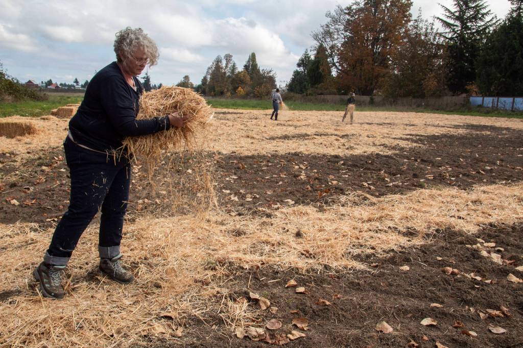 Jamestown SKlallam Tribe descendant Teresa Smithlin spreads straw across the prairie to protect the seeds over the winter. (Tiffany Royal)