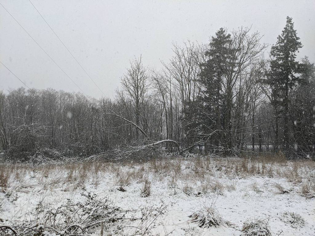 Snow starting falling again at about noon Wednesday in Discovery Bay, adding to the 1 to 2 inches already on the ground. (Zach Jablonski/Peninsula Daily News)