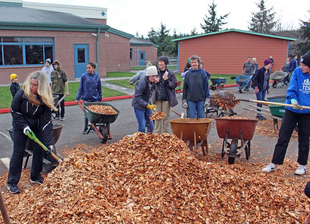 Volunteers shovel mulch into wheelbarrows before spreading it under the fruit trees of the Blue Heron Middle School orchard as part of a community work party Monday in honor of Martin Luther King Jr. Day. (Zach Jablonski/Peninsula Daily News)