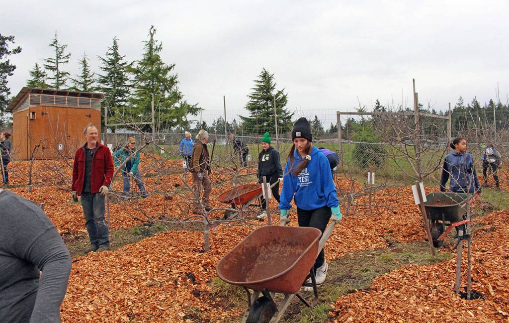 Volunteers spread the last of the bark under the 70 trees at the Blue Heron Middle School orchard as part of the community work party Monday in honor of Martin Luther King Jr. Day. (Zach Jablonski/Peninsula Daily News)