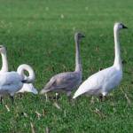Wintering trumpeter swans are seasonal residents of the North Olympic Peninsula. ( Judith White/Olympic Peninsula Audubon Society)