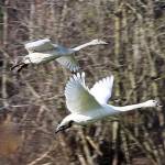 Wintering trumpeter swans are seasonal residents of the North Olympic Peninsula. ( Judith White/Olympic Peninsula Audubon Society)