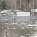 Flooding from recent rainfall turns Lincoln Park into a duck playground in Port Angeles. (Dave Logan/For Peninsula Daily News)