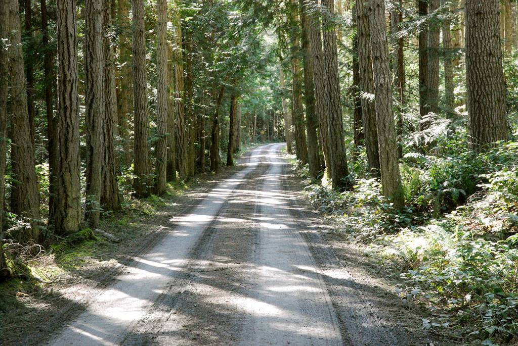 A dirt road winds through tall trees on the Miller Peninsula state part property in this 2018 file photo. (Keith Thorpe/Peninsula Daily News file)