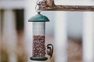 Rainwater harvesting, backyard wildlife Monday topics