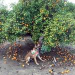 In this February 2017 photo provided by the United States Department of Agriculture, detector canine Szaboles works in a citrus orchard in California searching for citrus greening disease, a bacteria that is spread by a tiny insect that feeds on citrus trees. (Tim R. Gottwald/USDA via The Associated Press)