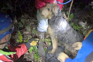 Dog is rescued from Freshwater Bay bluff
