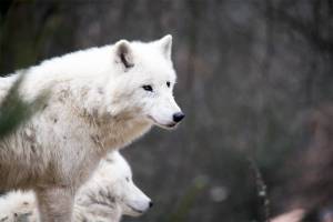OUTDOORS: Wolves are native to Olympics, but not likely to return