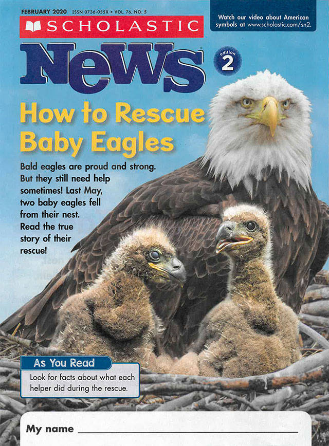 Scholastic News licensed Keith Ross photos for publication in its publication for second-graders. Itll be published for fourth-graders in March, Ross said. He is developing a book about the eaglets for children, too. (Keith Ross/Keiths Frame of Mind)