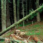 Timber companies, environmentalists sign ‘historic’ pact