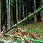 This undated file photo shows a large fir tree heading to the forest floor after it is cut by an unidentified logger in the Umpqua National Forest near Oakridge, Ore. (Don Ryan/The Associated Press)