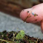 Scientists study effects of microplastic pollution