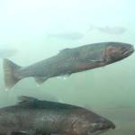 FILE - In this Oct. 19, 2016, file photo, a chinook salmon, below, and a steelhead, above, move through the fish ladder at the Lower Granite Dam on the Snake River in Washington state. A long-awaited federal report out Friday, Feb. 28, 2020, rejected the idea of removing four hydroelectric dams on a major Pacific Northwest river in a last-ditch effort to save more than a dozen species of threatened or endangered salmon, saying such a dramatic approach would destabilize the power grid, increase overall greenhouse emissions and more than double the risk of regional power outages. (Jesse Tinsley/The Spokesman-Review via AP, File)