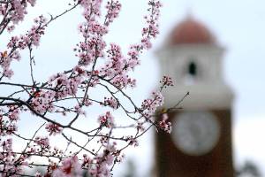Port Angeles blossoming