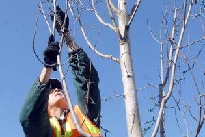 Christmas lights come down