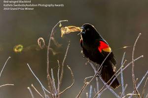 Audubon photo exhibit to be on ‘digital display’ in Sequim