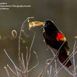 Kathrin Swobodas photo of a red-winged blackbrid is the grand prize winner of the 2019 Audubon Photography Awards, and it will be on digital display starting April 3. (Submitted photo)