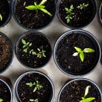 Poetry reading live-stream, seed exchange happening this weekend