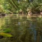 River’s Edge purchase step in Dungeness River preservation project