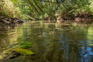 River’s Edge purchase step in Dungeness River preservation project
