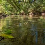 <strong>John Gussman</strong>                                Officials with the North Olympic Land Trust and Jamestown SKlallam Tribe look to preserve 
120 acres of farmland along the Dungeness River. The purchase was finalized March 20. As part of the agreement, tribal officials aim to restore the rivers floodplain and habitat for endangered and threatened fish.                                 Officials with the North Olympic Land Trust and Jamestown SKlallam Tribe plan to preserve 120 acres of farmland along the Dungeness River. As part of the agreement, tribal officials look to restore the rivers floodplain and habitat for endangered and threatened fish. (Photo courtesy of John Gussman)