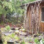 A GROWING CONCERN: Going ‘farm to table’ in your own backyard