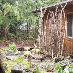 A trellis on the back side of the sunbeams takes little room, shades no plants and lettuce planted at the base further utilizes space. (Andrew May/For Peninsula Daily News)