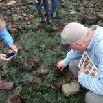 People explore the seaweed on the beach for organisms last year. (Port Townsend Marine Science Center)