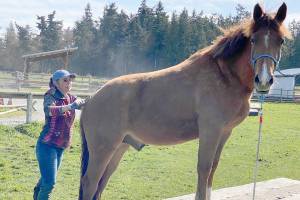 HORSEPLAY: Using your extra time to bond with your horse