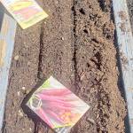 A GROWING CONCERN: Sowing the seeds of a successful garden