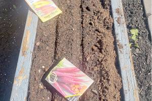 A GROWING CONCERN: Sowing the seeds of a successful garden