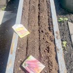 One of my favorite tricks is using a board to depress potting soil in a row, then sprinkle and top dress your seeds with that soil  which greatly aids in germination. (Andrew May/For Peninsula Daily News)