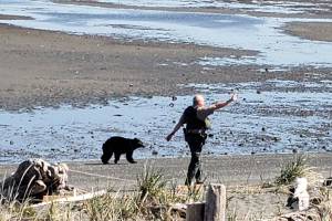 Roaming black bear draws attention on Sequim beaches