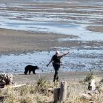 Officers with the Washington Department of Fish and Wildlifes Law Enforcement Program look to divert a black bear from residents and homes north of Sequim this past weekend. (Photo courtesy of Washington Department of Fish and Wildlife)