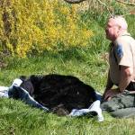 Wildlife officers keep tabs on a 2-year-old black bear it sedated after the animal approached homes near the 3 Crabs area April 11, 2020. The bear was darted and transported into the upper Dungeness watershed. (Photo courtesy of Washington Department of Fish and Wildlife)