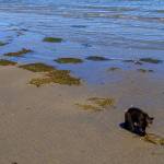 A small black bear traverses the beach near 3 Crabs Road last week. (Photo by John Gussman)