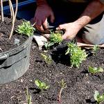 A GROWING CONCERN: A good start leads to a great finish