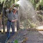 Always water your garden extremely early in the morning for not only does it improve your plants growing, but also greatly reduces the problems of bugs and diseases. (Andrew May/For Peninsula Daily News)