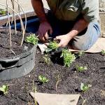 Planting fragrant flowers like sweet alyssum not only brings in the pollinators but an indigenous wasp that will lay its a eggs in aphids the perfect biological control for your vegetable garden. (Andrew May/For Peninsula Daily News)
