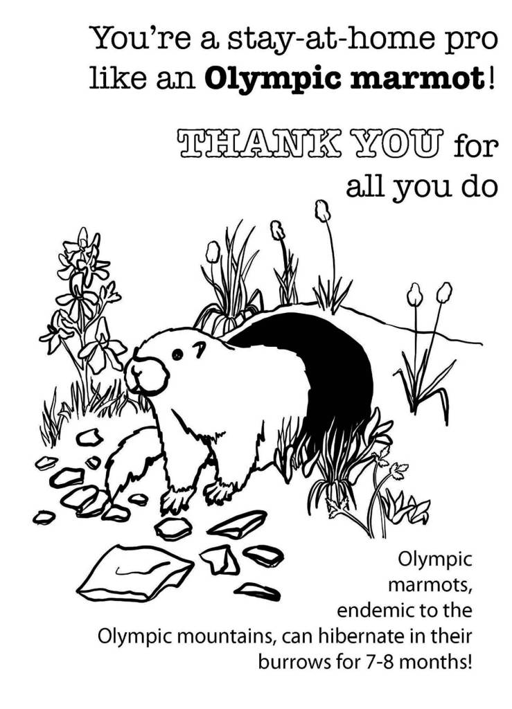 Olympic National Park offers online activities