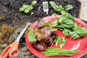 A GROWING CONCERN: May days begin a bountiful harvest