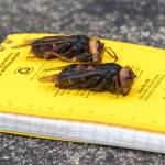 ‘Murder Hornets,’ with sting that can kill, land in the state