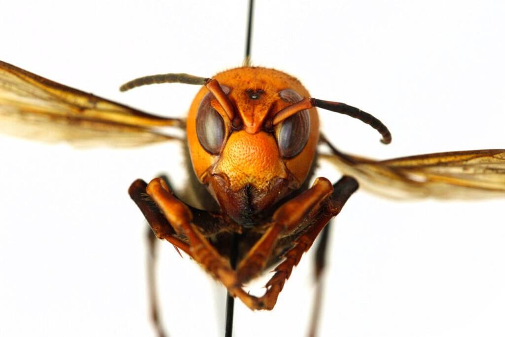 In this Dec. 30, 2019, photo provided by the Washington State Department of Agriculture, a dead Asian giant hornet is photographed in a lab in Olympia. (Quinlyn Baine/Washington State Department of Agriculture via AP)