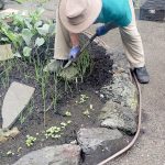 Cultivating the soil every couple weeks is one of the best ways to break up the surface crust and help in atmospheric exchange. (Andrew May/For Peninsula Daily News)