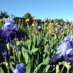 Sequim Botanical Garden boasts hundreds of irises