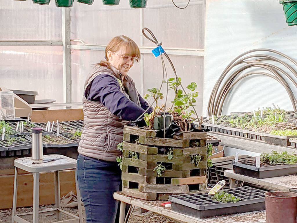 Sequim teacher Kelly Bell helps plant one of the flower baskets now on Washington Street through October. (Photo courtesy of Steve Mahitka)