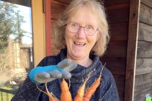 Making gardens homes for native bees lecture set